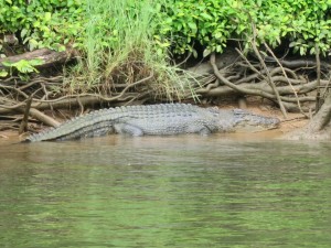 Crocodiles Queensland